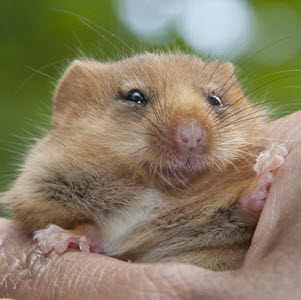 Hazel dormouse at PTES 2018 reintroduction. Credit Clare Pengelly