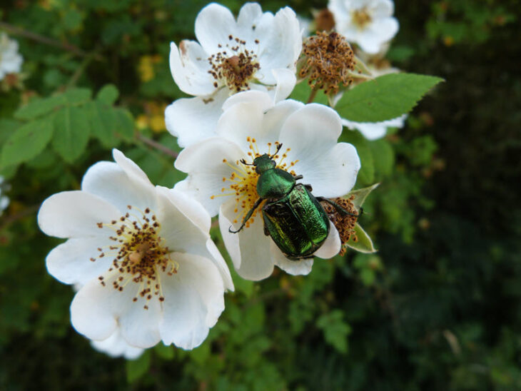 Gnorimus nobilis (noble chafer) New Forest. Credit Bryan Pinchen