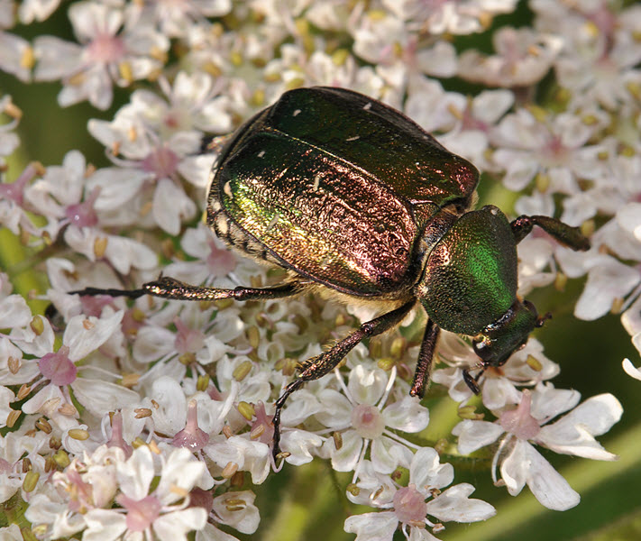 Noble Chafer. Credit Paul Brock