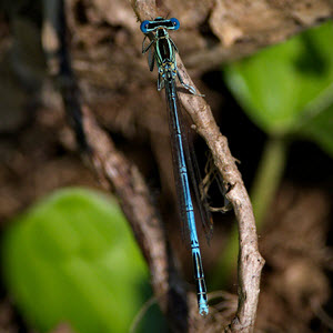 Male White-legged Damselfly c. Andrew Holloway