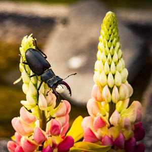 Male stag beetle on flower. Credit Peter Jones