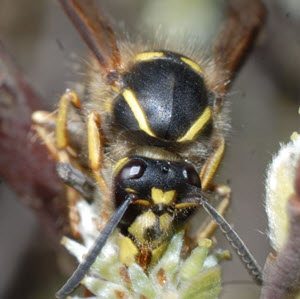 Saxon wasp c. Don Matthews