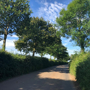 A dense, well-managed hedgerow with trees. Credit Megan Gimber