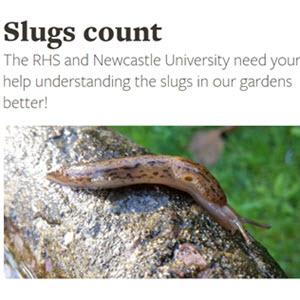 Slugs count c. RHS