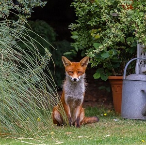 Fox in garden Graham Williams Shutterstock