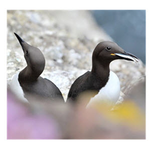 Guillemots at Fowlsheugh ©Lorne Gill SNH