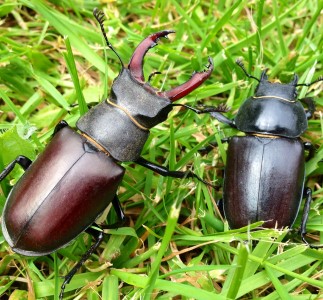 Male and female stag beetles. Credit Ross Bower