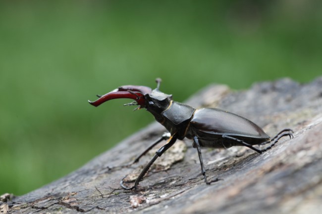 Male stag beetle. Credit Sherie New
