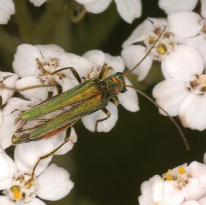 Oedemera nobilis c. Malcolm Storey