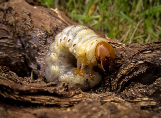 Stag beetle larvae. Credit Mark Tudor
