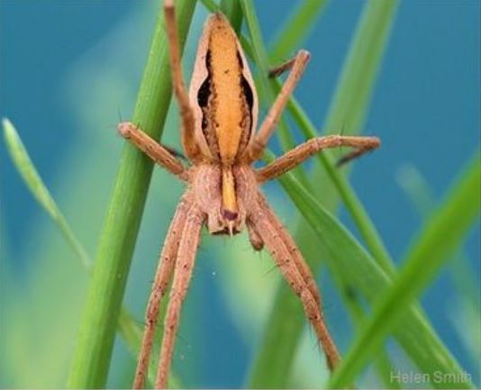 Three Spider-surveys From The British Arachnological Society - National ...