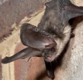 Bat from BCT website