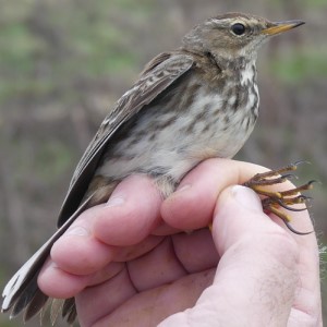 Staines Moor site-Pipit c. Denise Lamsdell