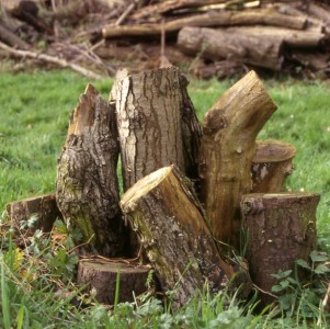 Map your log pile. Log Pyramid c. Colin Hawes