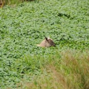 Floating pennywort c. Trevor Renals