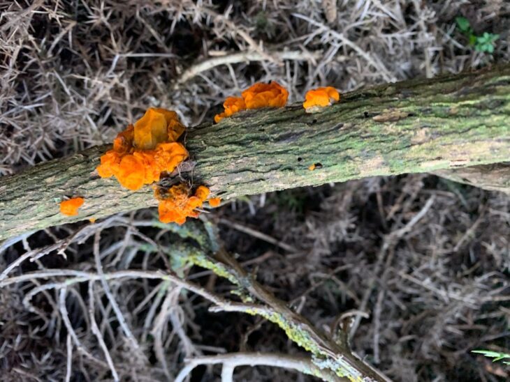 Yellow Brain fungus c. Lisa Chilton