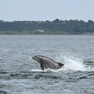 Dolphin c.-Lorne Gill