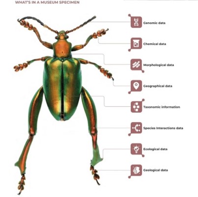 What's in a museum specimen