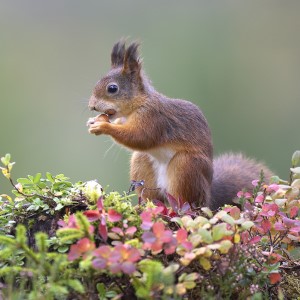 Red squirrel©Scotland The Big Picture