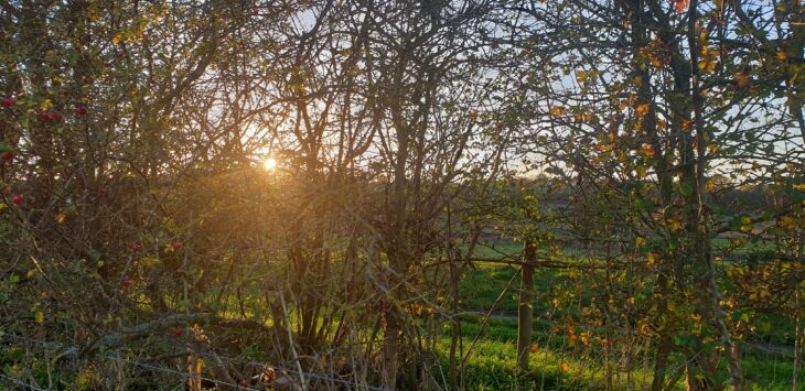 An example of a healthy hedgerow in the Norfolk countryside. Credit PTES