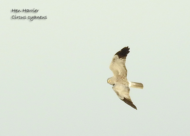 Hen harrier-(c) Marie Tarrant, some rights reserved (CC BY-NC), uploaded by Marie Tarrant iNatUK