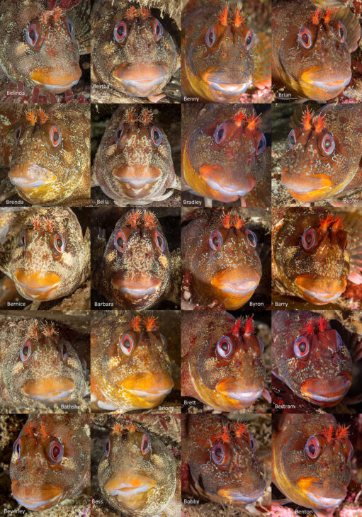 Some of the 50+ photo-identified blennies c. Paul Naylor