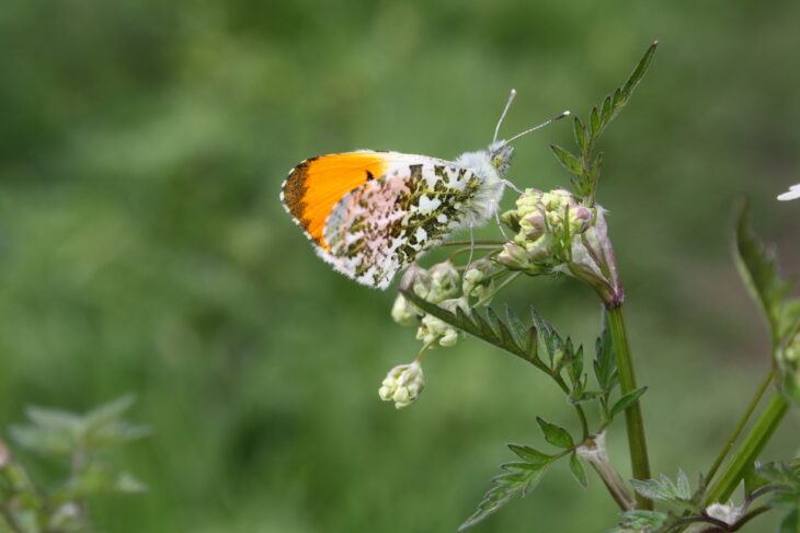 Orange Tip (G Sterry)