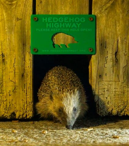 Hedgehog using a gap in a fence to move freely.