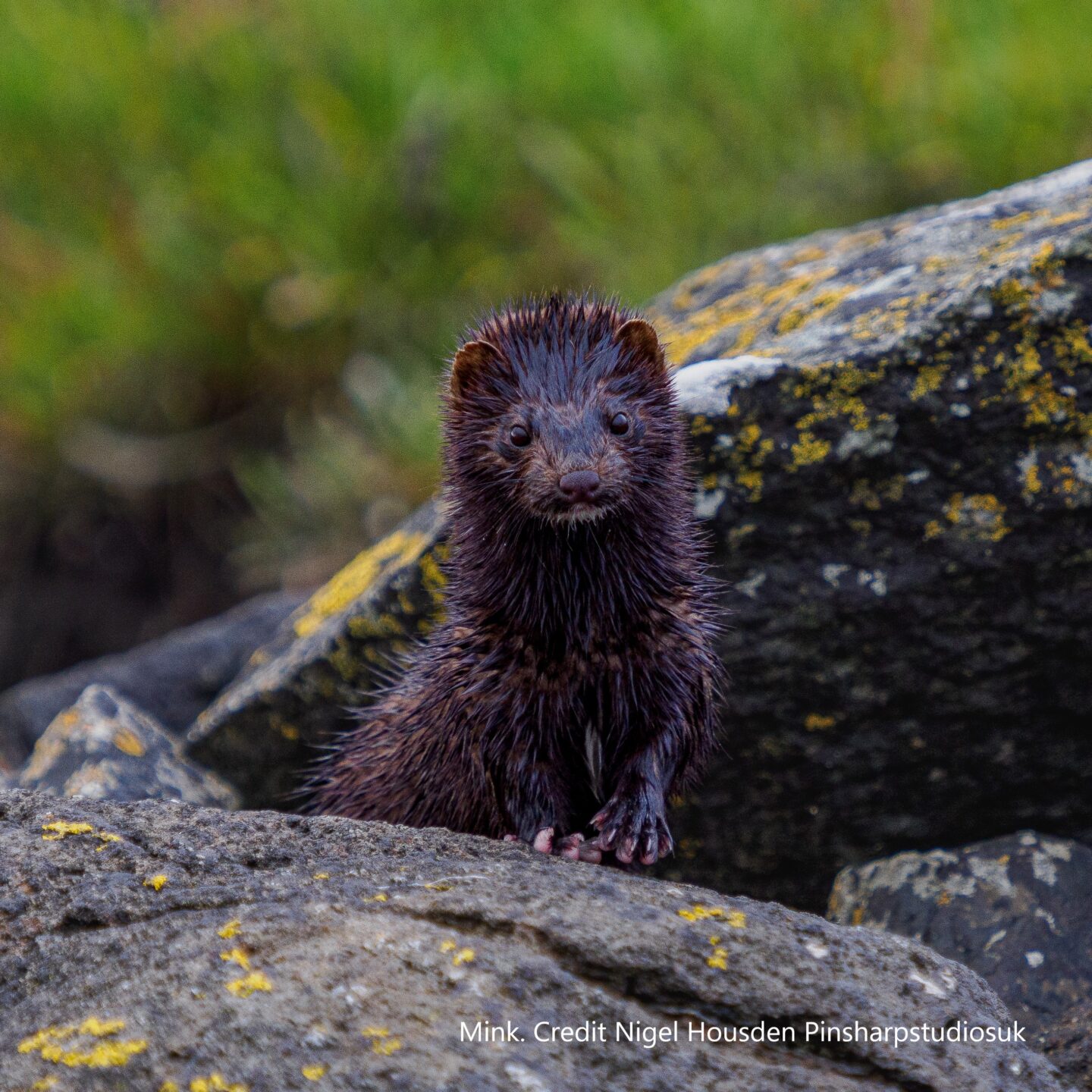 A mink free Britain? - National Biodiversity Network