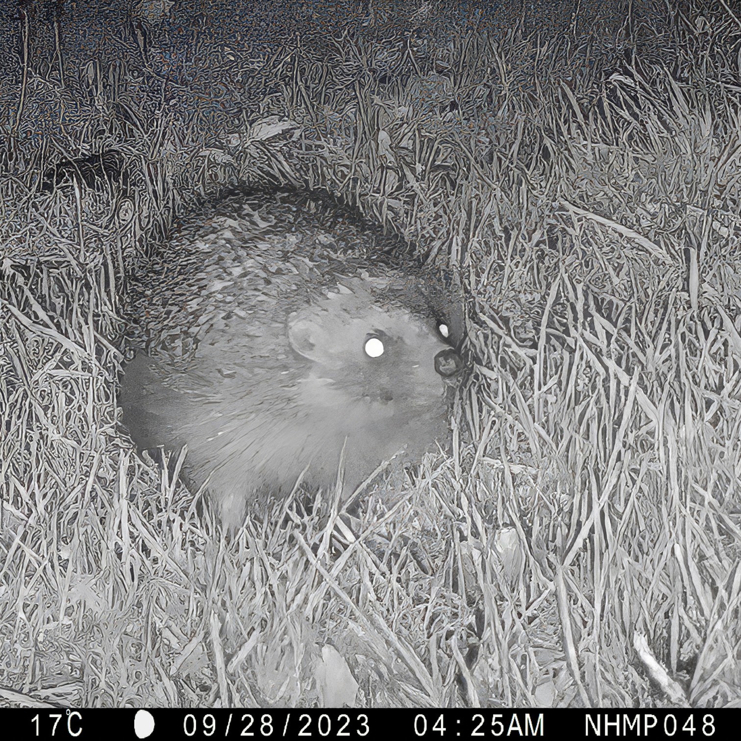 A hedgehog spotted as part of the National Hedgehog Monitoring Programme. C. the National Hedgehog Monitoring Programme