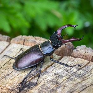 Close up of a male stag beetle. Credit Richard James