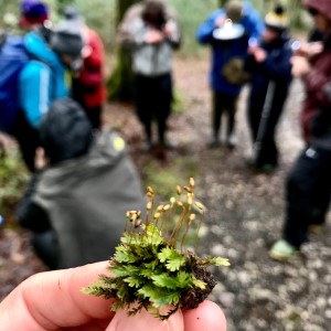 Bryophytes c. O. Watts