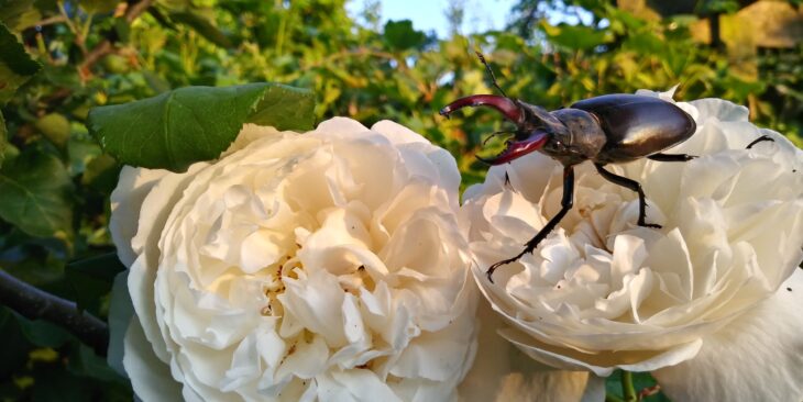 Male stag beetle on roses. Credit Duncan Wright