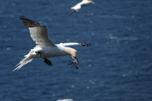 Northern Gannet c. Allan J. Perkins 