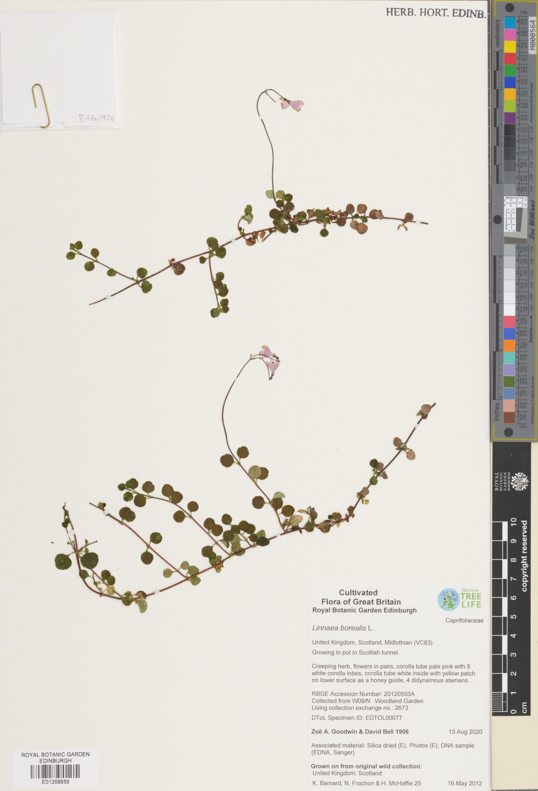 Catalogue now complete for the British and Irish plant specimens in the