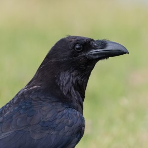 Raven c. Philip Croft