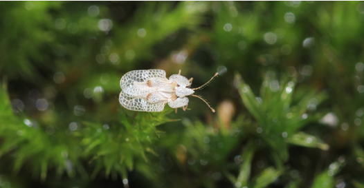 Plane lace bug ©RECEP_OZTURK/Shutterstock