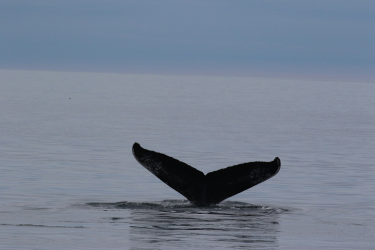 Humpback Whale © Hebridean Whale and Dolphin Trust