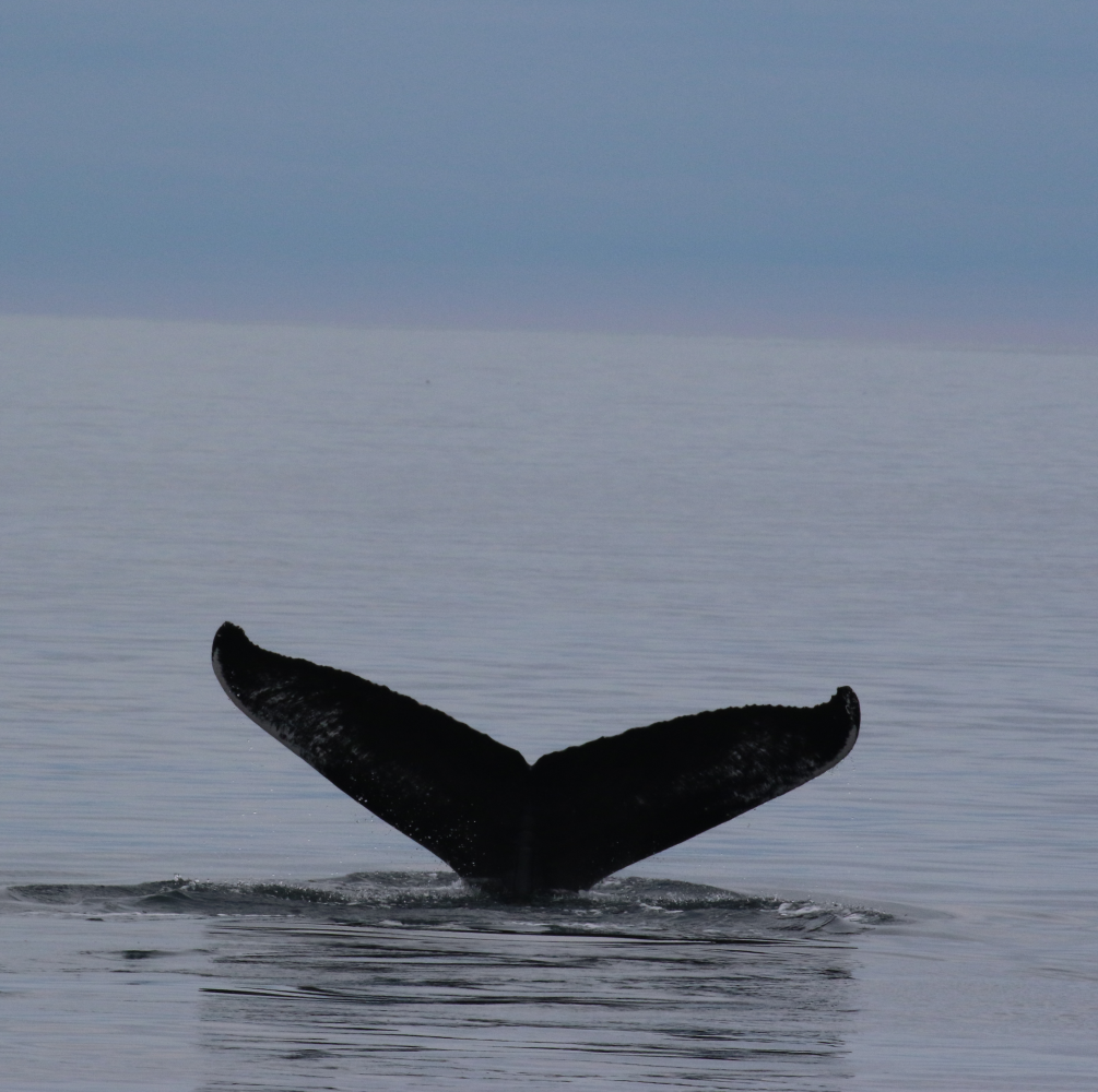 Humpback Whale © Hebridean Whale and Dolphin Trust