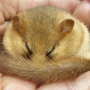 Hazel dormouse. Credit Clare Pengelly