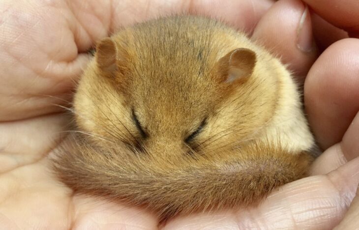 Hazel dormouse. Credit Clare Pengelly 