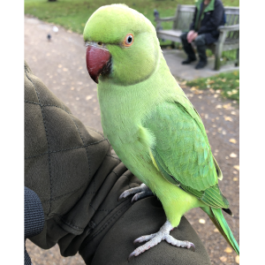 Parakeet c. M Henshall