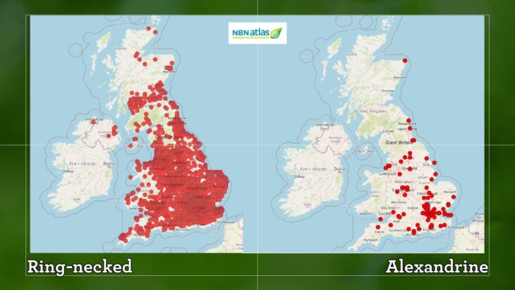 UK and Isle of Man distribution of Ring-necked Parakeet and Alexandrine Parakeet shared on the NBN Atlas (June 2025)