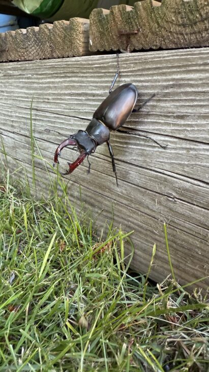 A male stag beetle. Credit Jon Sawdon