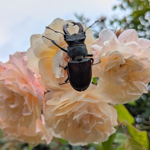 Male stag beetle on rose. Credit Emily Eliadis