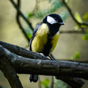 Great tit c. eddieg_photog (Instagram)