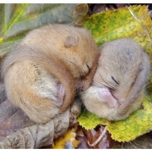 Torpid mother dormouse with young. Credit Matt Parkins