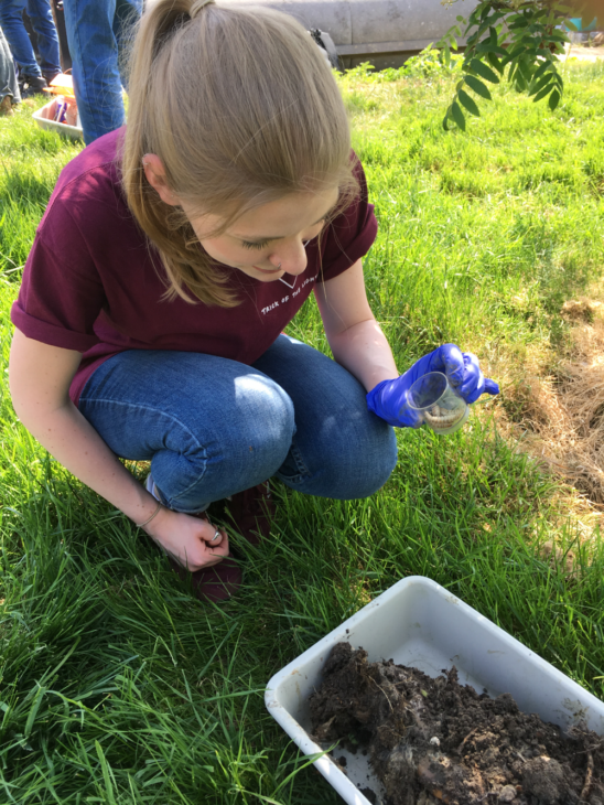 Ashleigh Whiffin NBN Verifier's Award winner 2025 with Nicrophorus larvae at a workshop