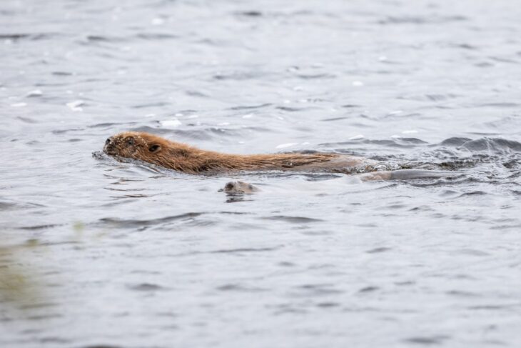 Beaver Release, Glen Affric 24th October 2025, 3 PC © Trees for Life
