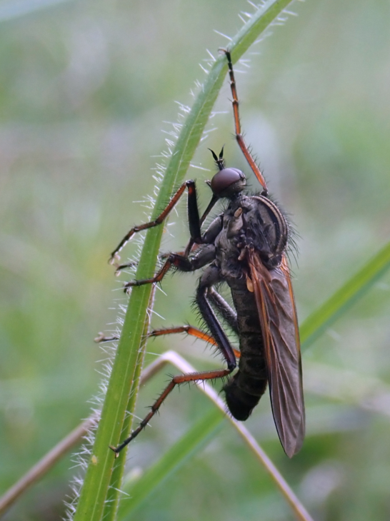 Empis tessellata c. Martin Harvey